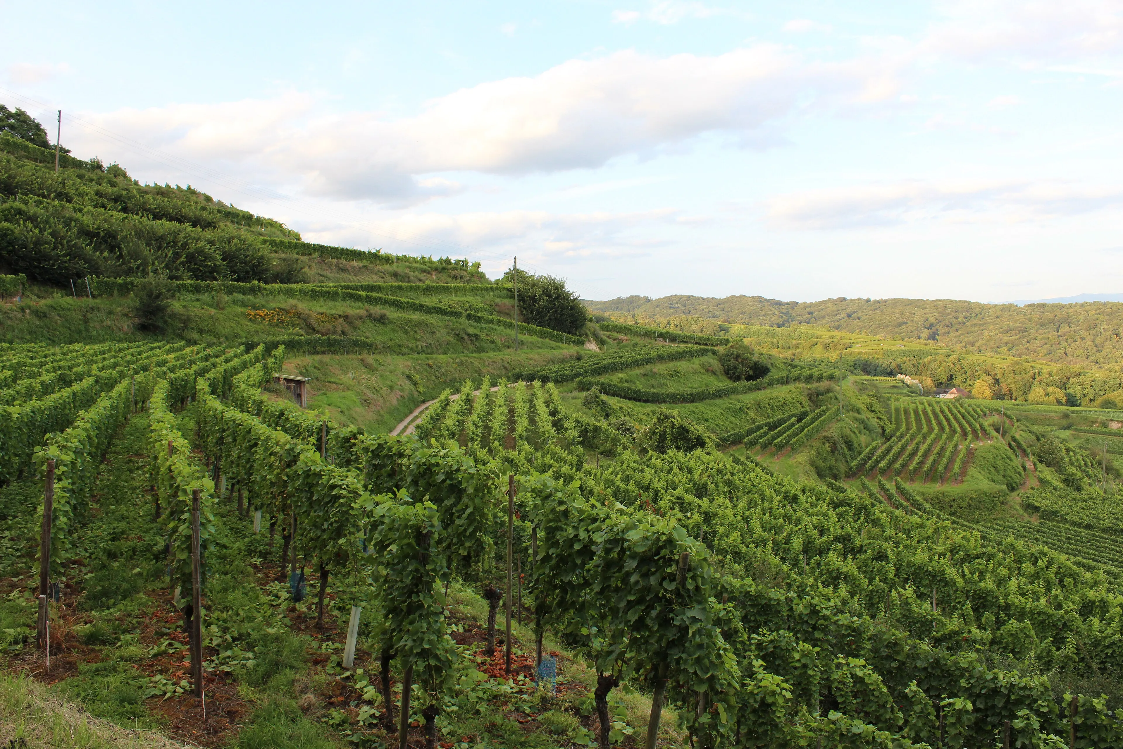 Rebterrassen am Kaiserstuhl bei Ihringen